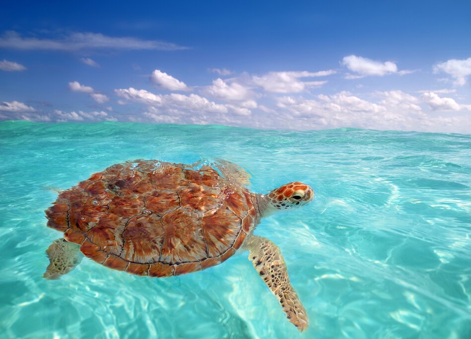 Top Tips For Buying Property In Belize